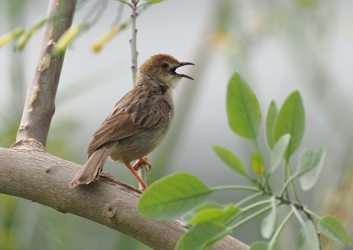 Boran Cisticola - ML636870647