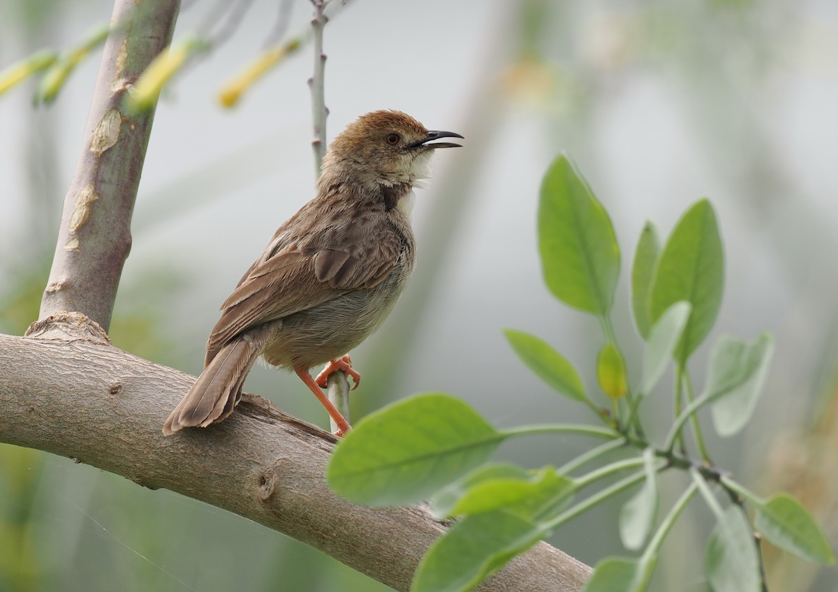 Boran Cisticola - ML636870648