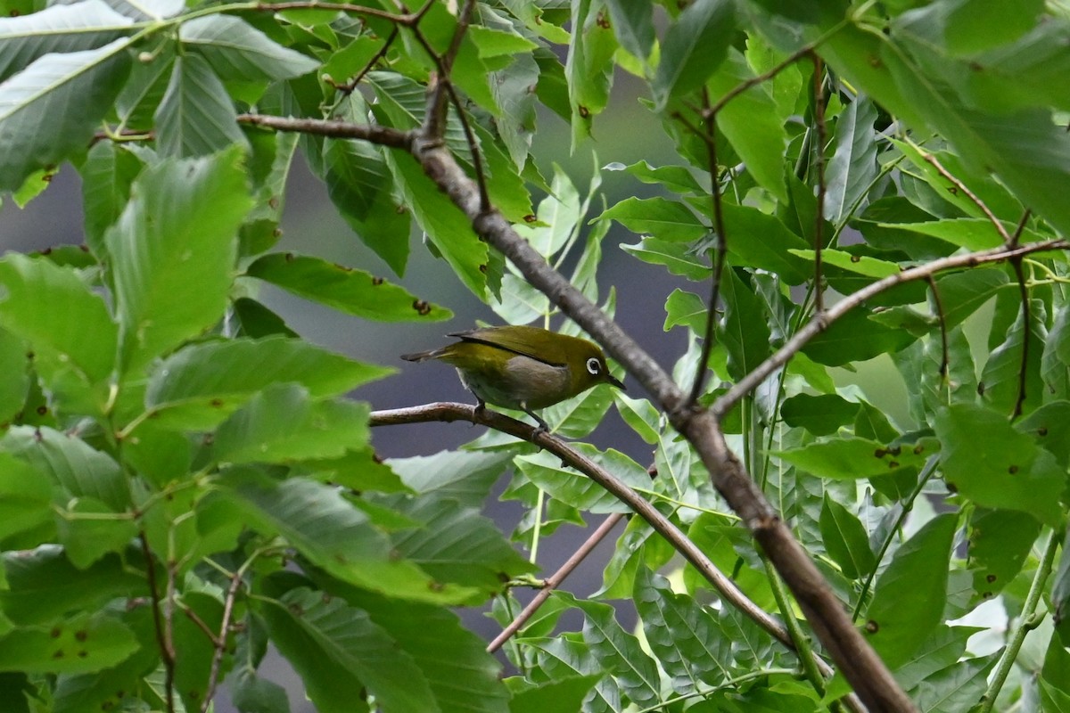 Warbling White-eye - ML636870661