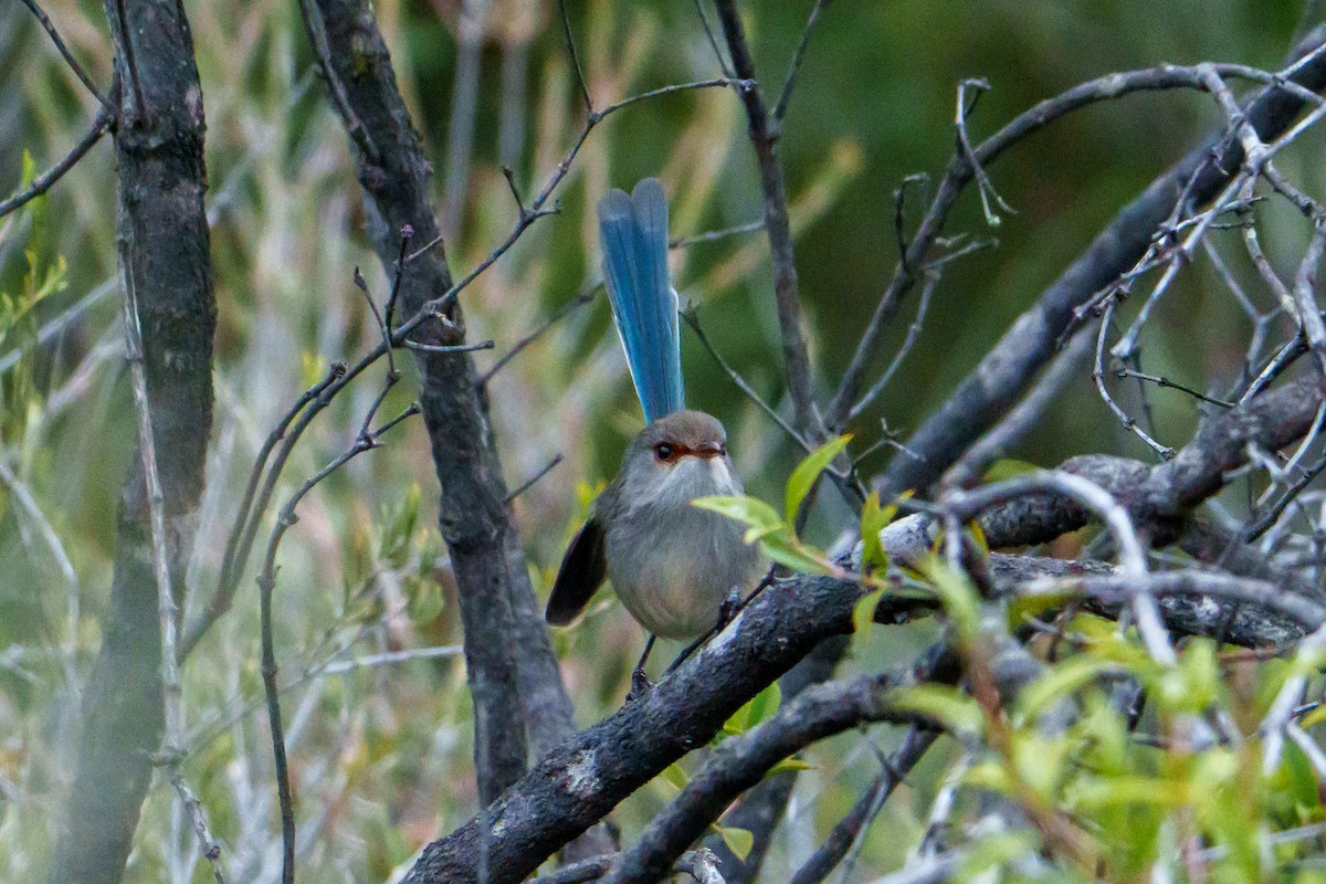 Mérion à gorge bleue - ML636870700