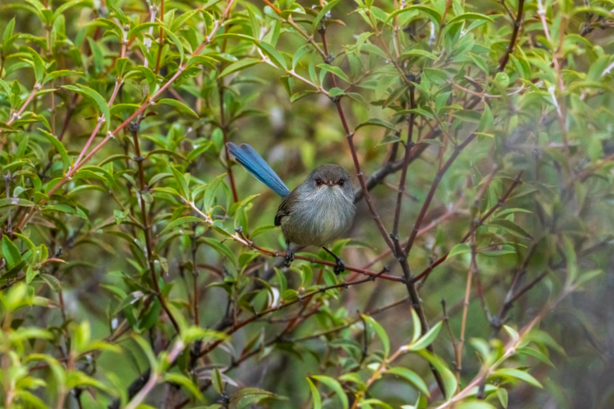 Mérion à gorge bleue - ML636870701