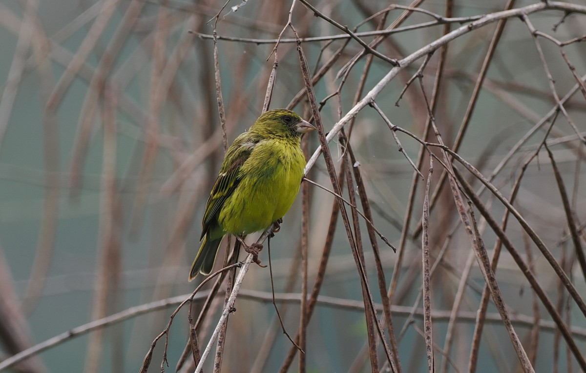 African Citril - ML636870741