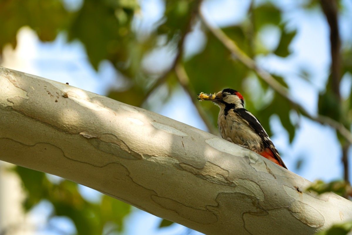Syrian Woodpecker - ML636870742