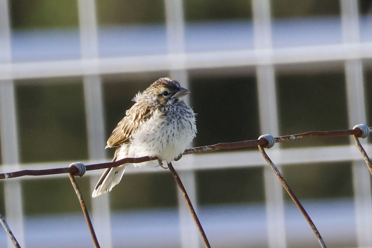 Lark Sparrow - ML636870818