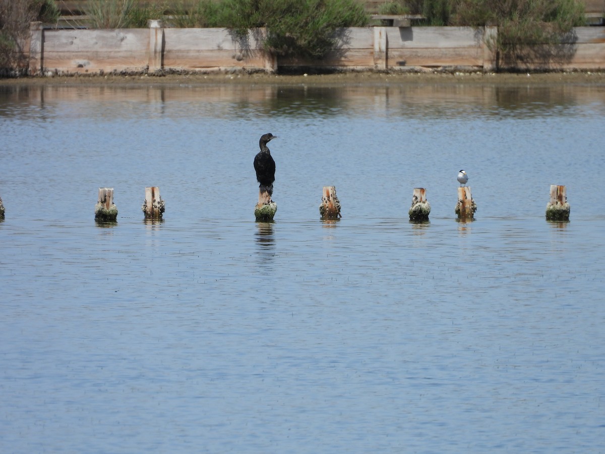 Pygmy Cormorant - ML636870823