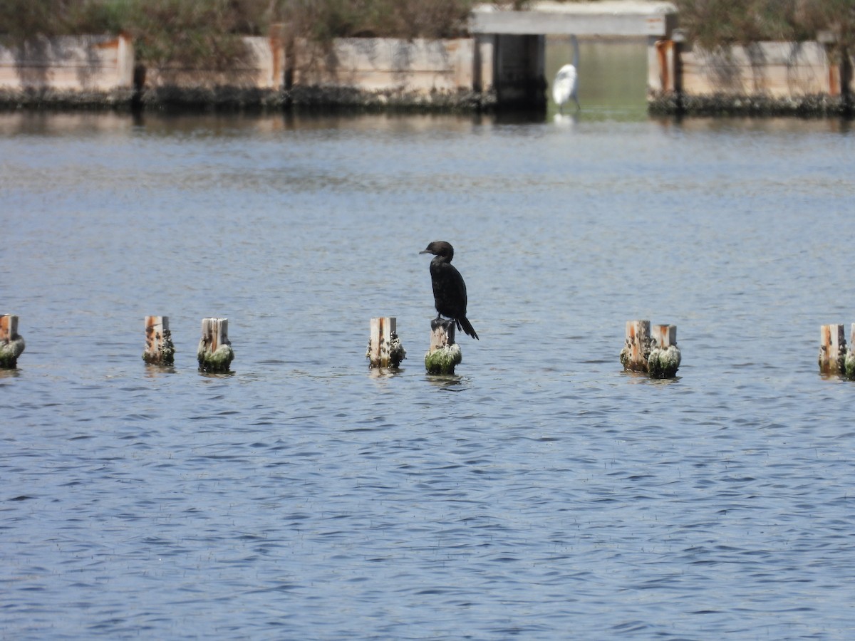 Pygmy Cormorant - ML636870825