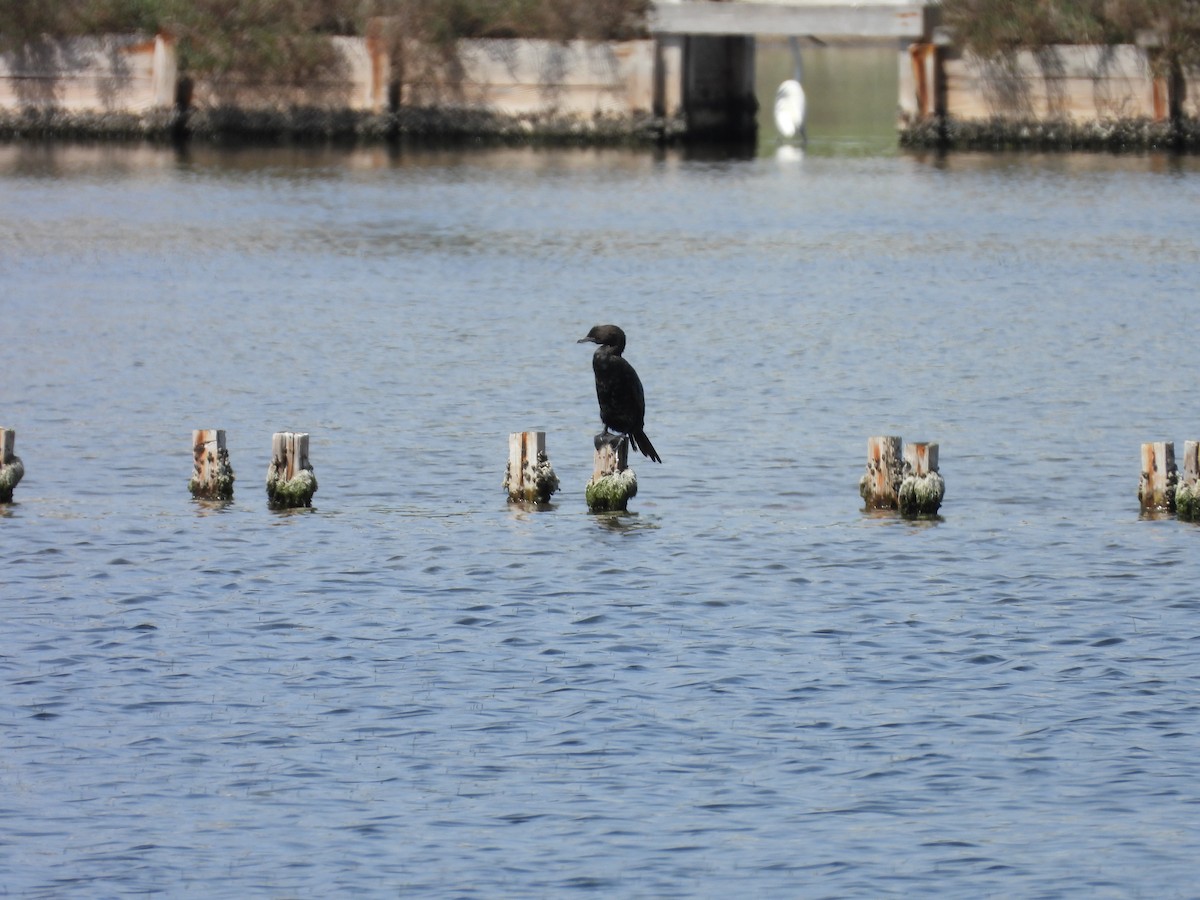Pygmy Cormorant - ML636870827
