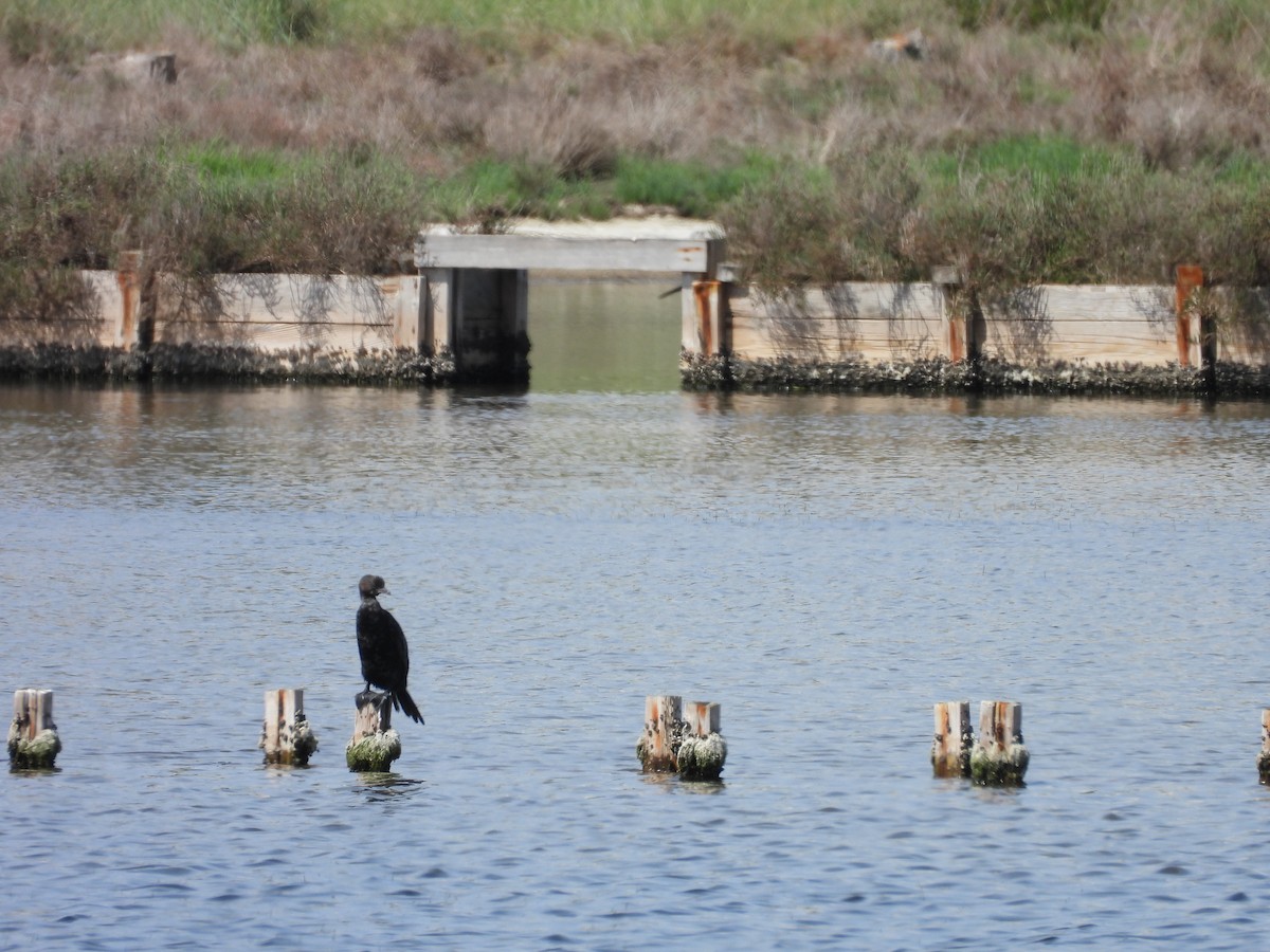 Pygmy Cormorant - ML636870828
