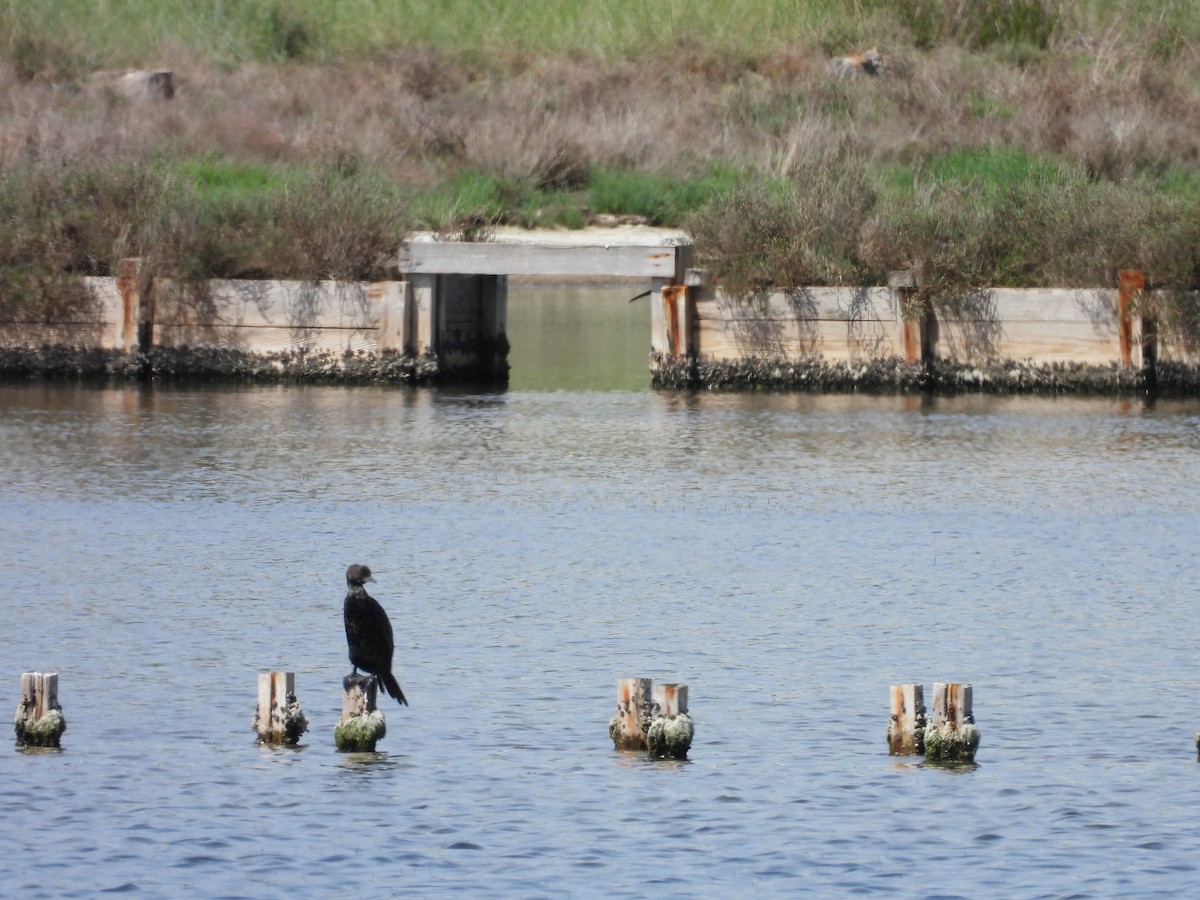Pygmy Cormorant - ML636870829