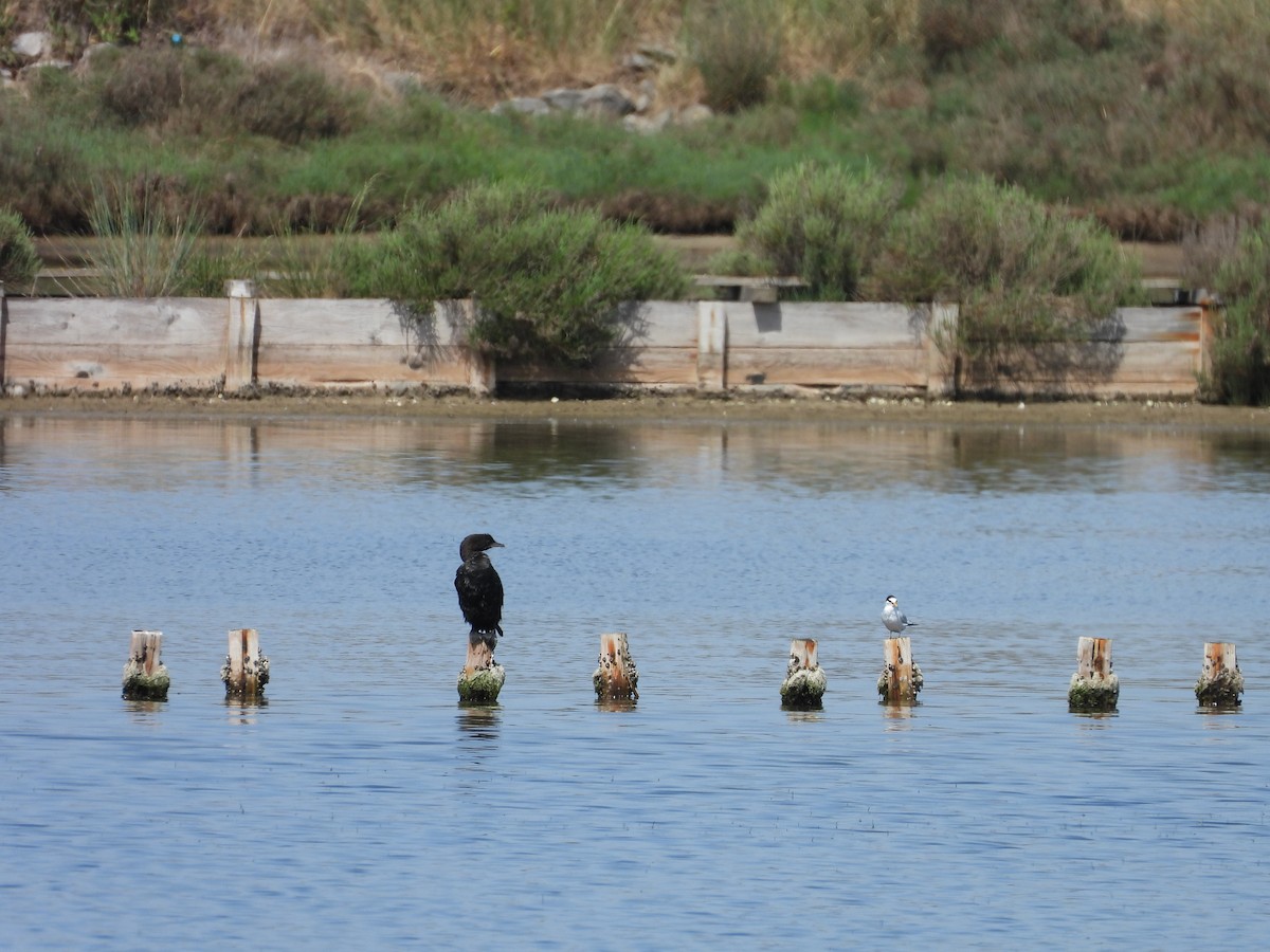 Pygmy Cormorant - ML636870830