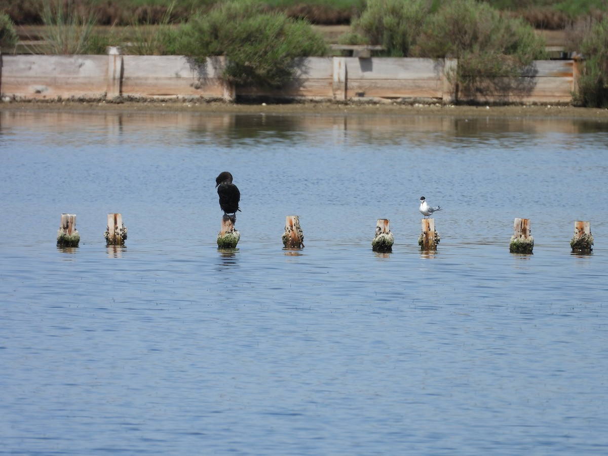 Pygmy Cormorant - ML636870832