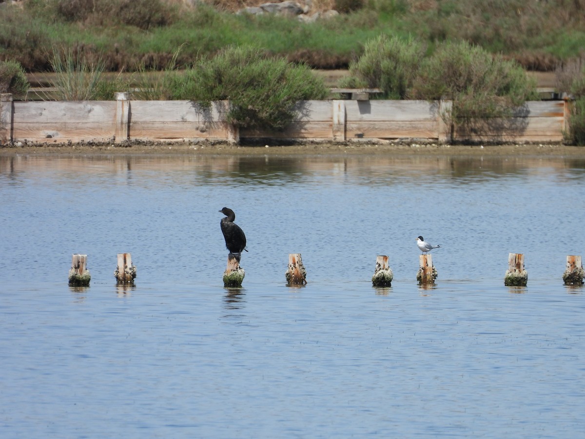 Pygmy Cormorant - ML636870833