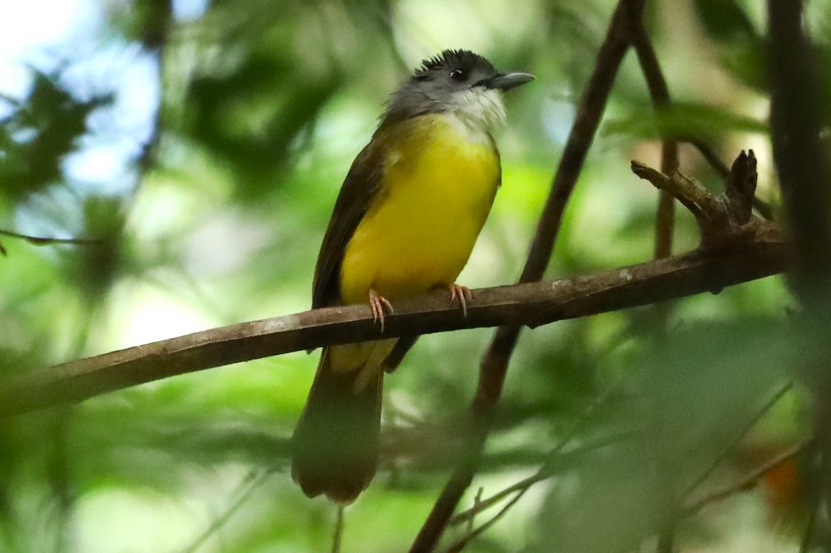 Yellow-bellied Bulbul - ML636870868