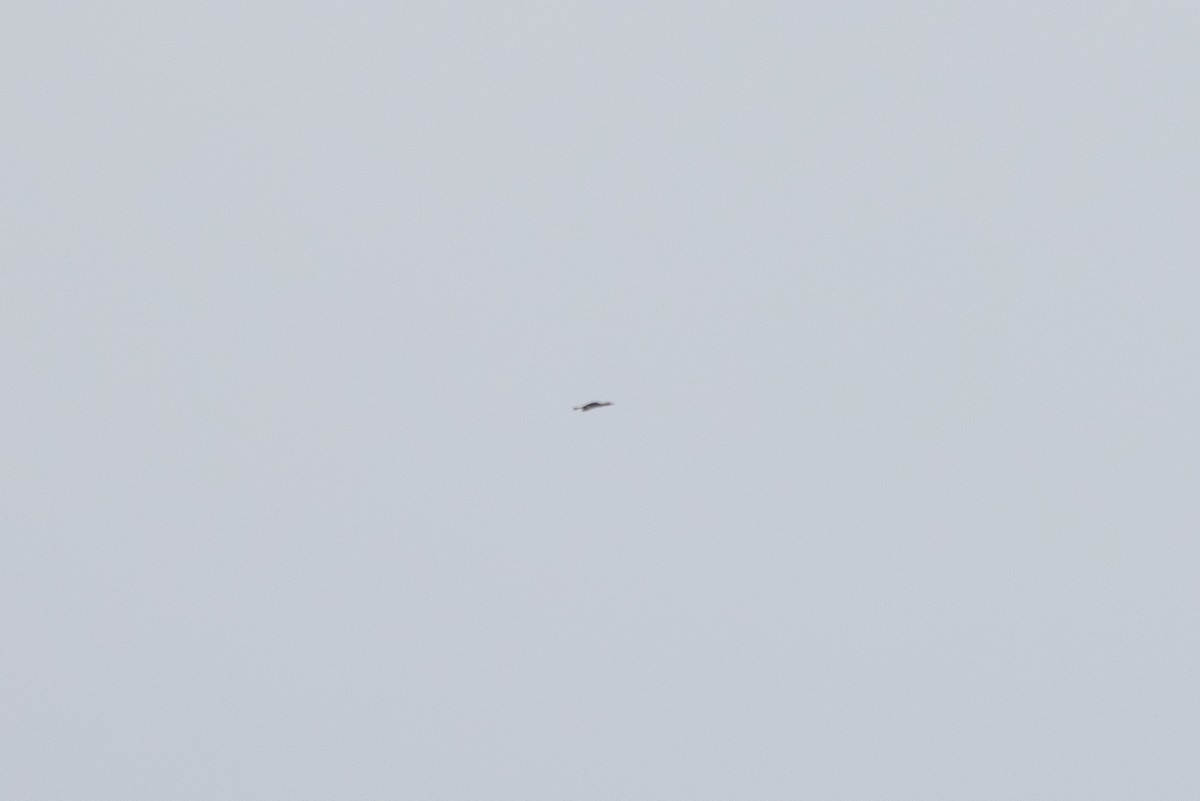 Common Loon - ML636871002
