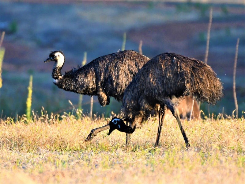 Emu - ML636871011