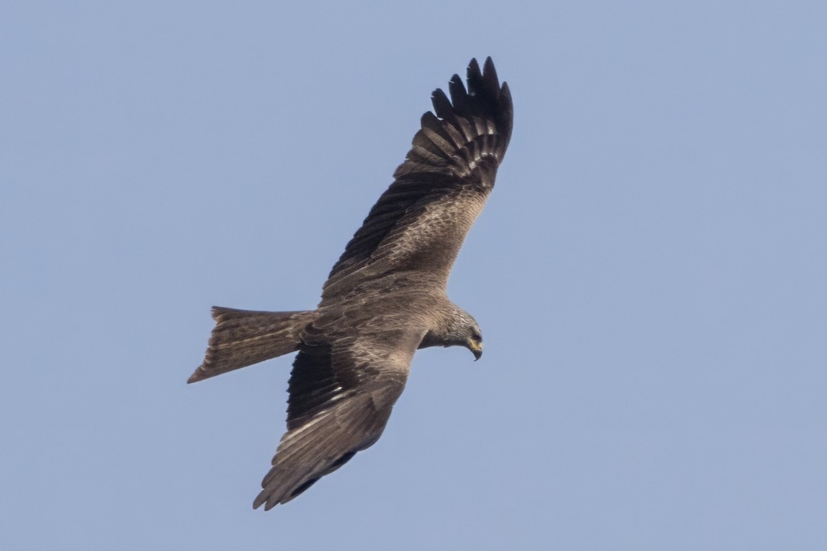 luňák hnědý - ML636871025
