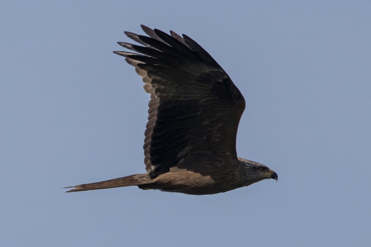 luňák hnědý - ML636871026