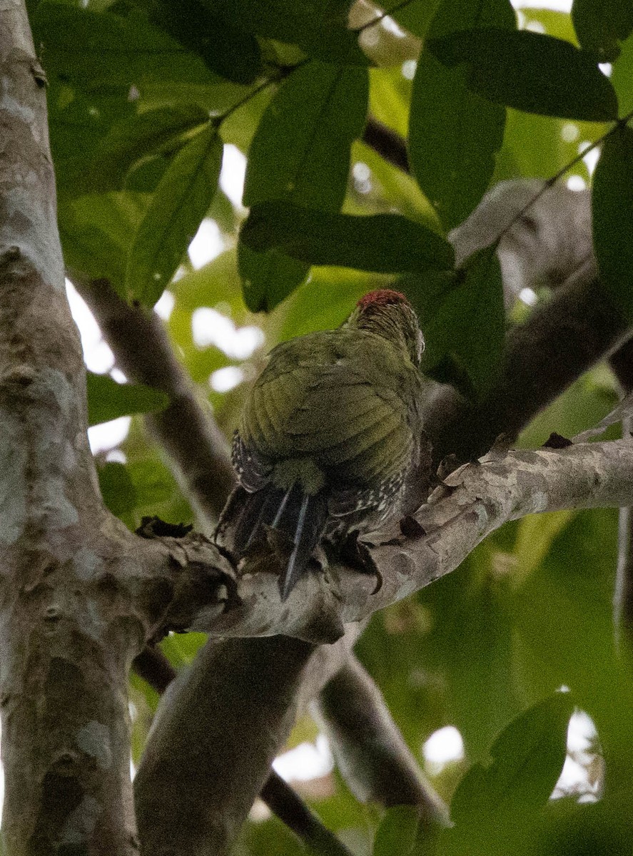 Laced Woodpecker - ML636871052