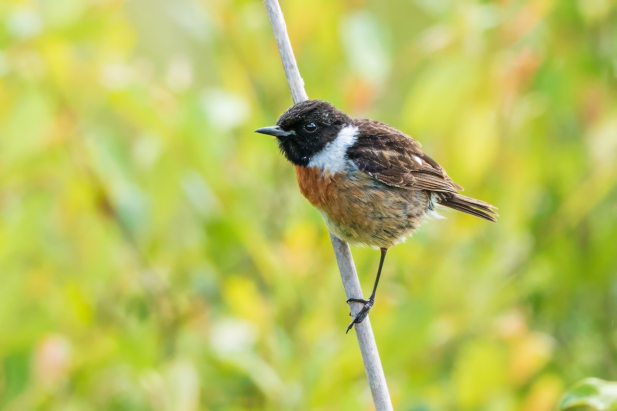 European Stonechat - ML636871081