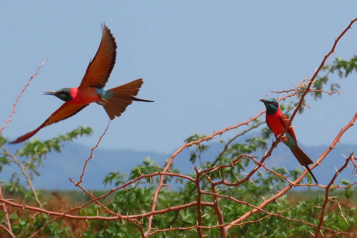 Northern Carmine Bee-eater - ML636871153