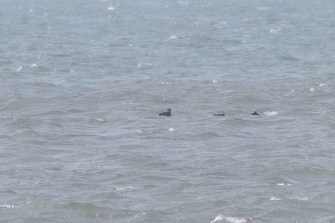 Black Scoter - ML636871185