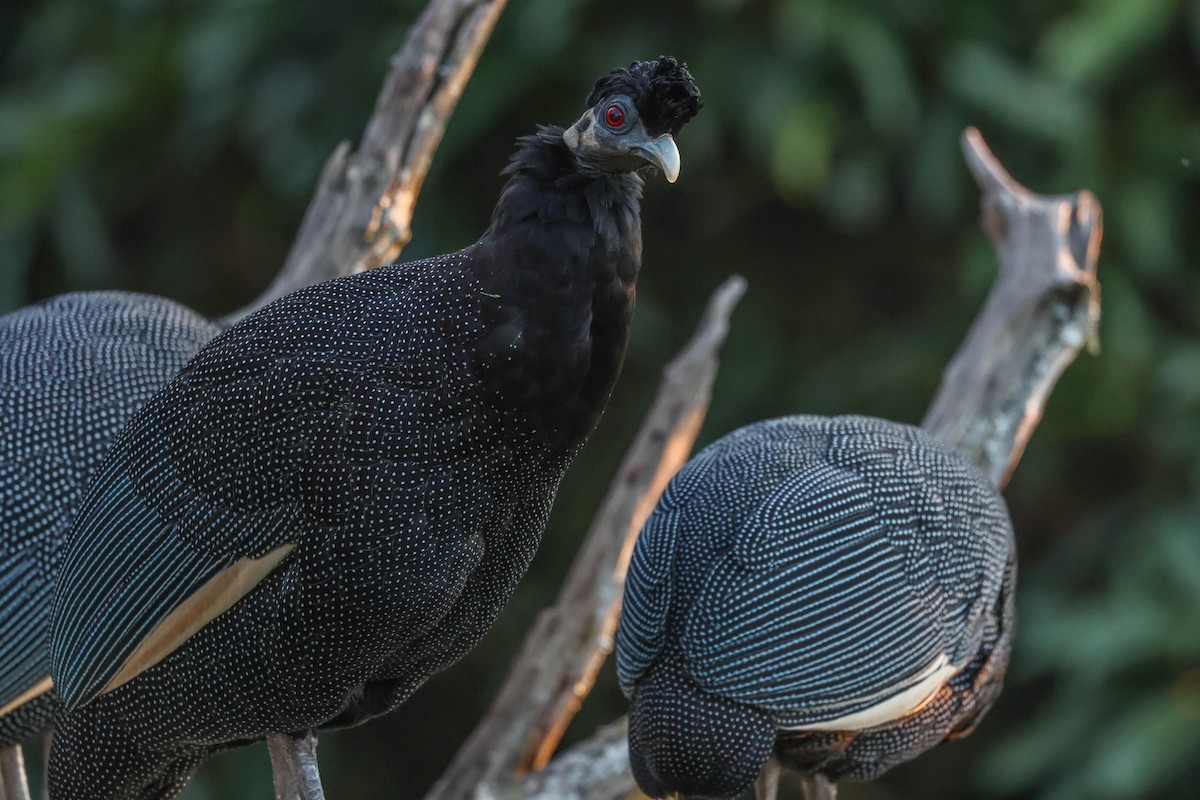 Southern Crested Guineafowl - ML636871206