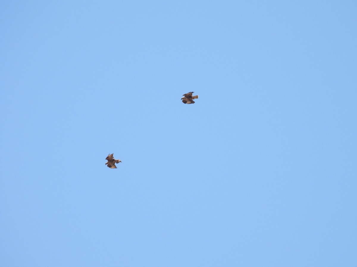 Common Buzzard (Canary Is.) - ML636871215