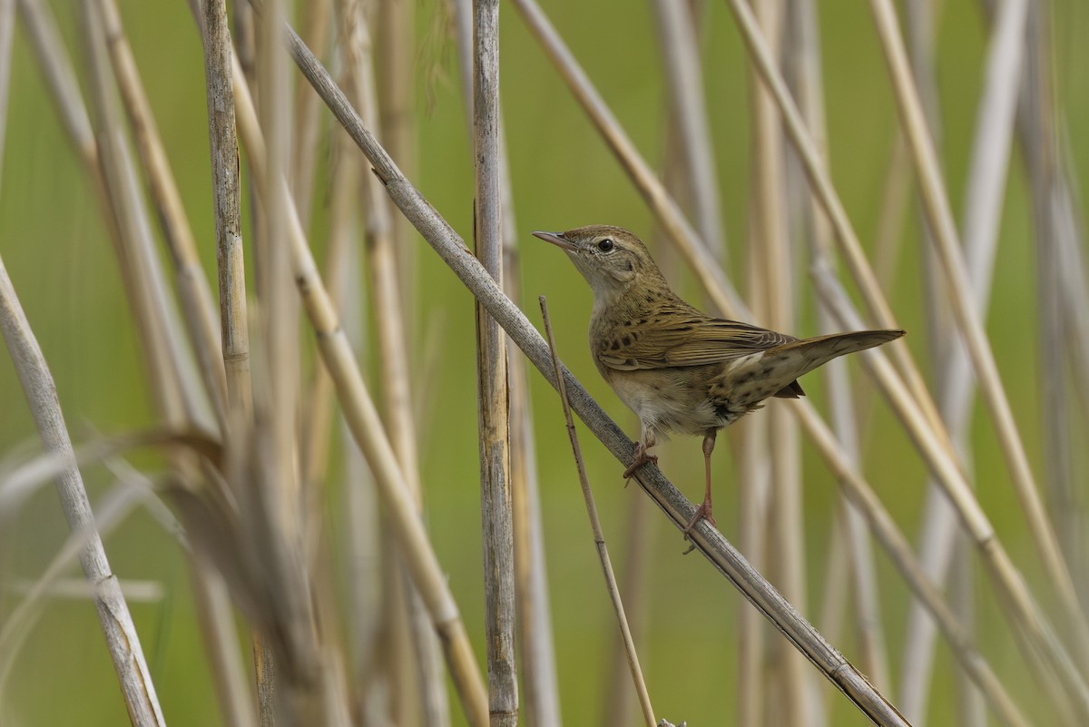 Common Grasshopper Warbler - ML636871232