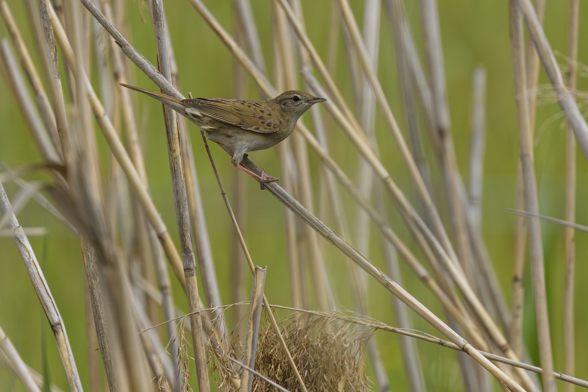 Common Grasshopper Warbler - ML636871233