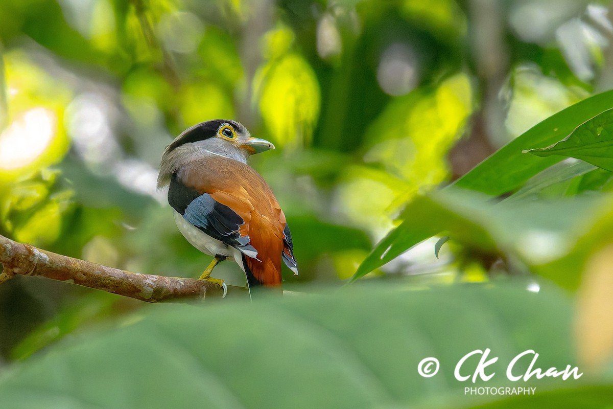 Silver-breasted Broadbill - ML636871314