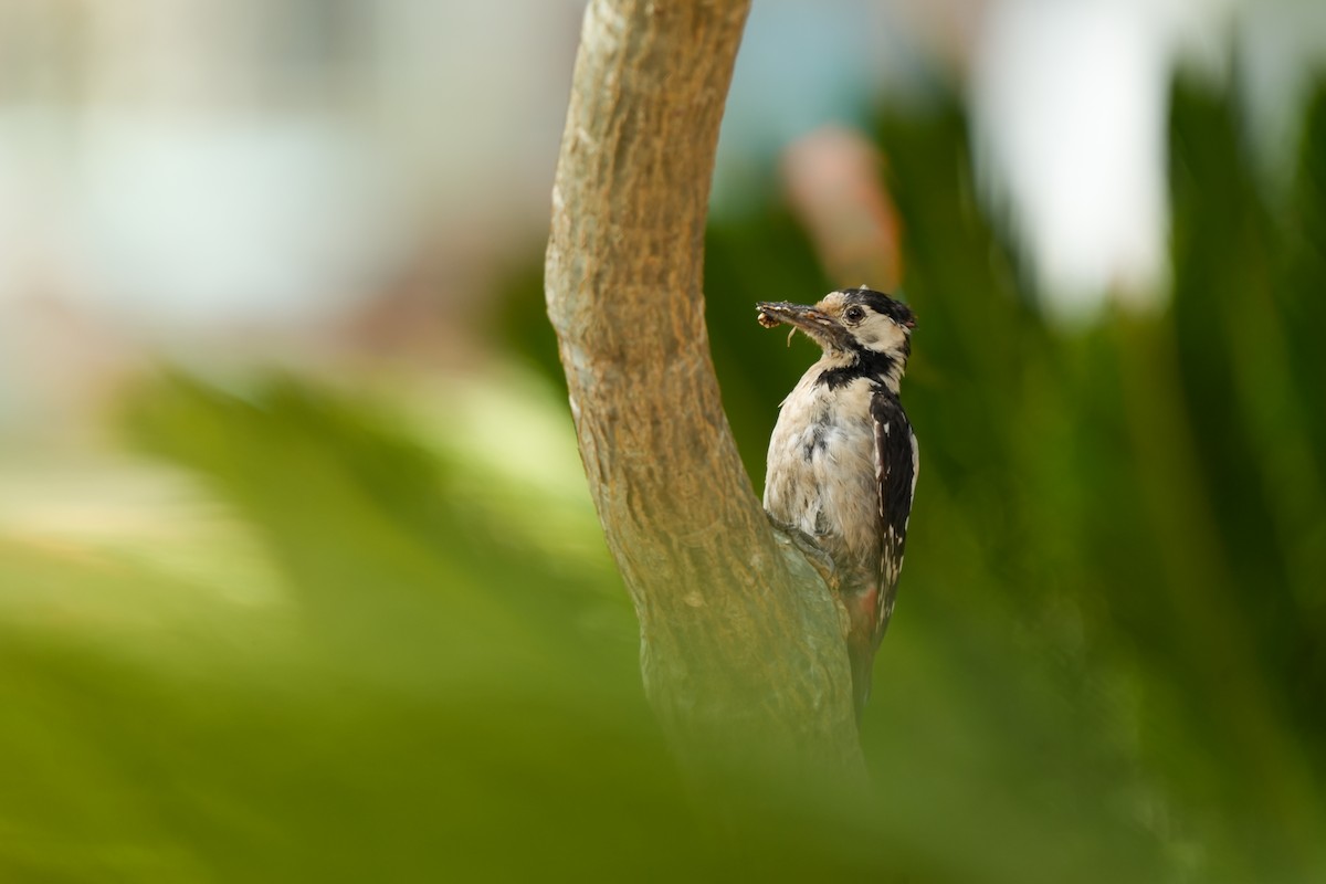 Syrian Woodpecker - ML636871340