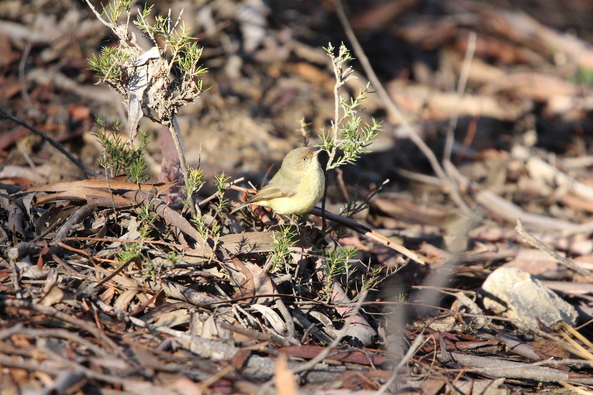 Buff-rumped Thornbill - ML636871358