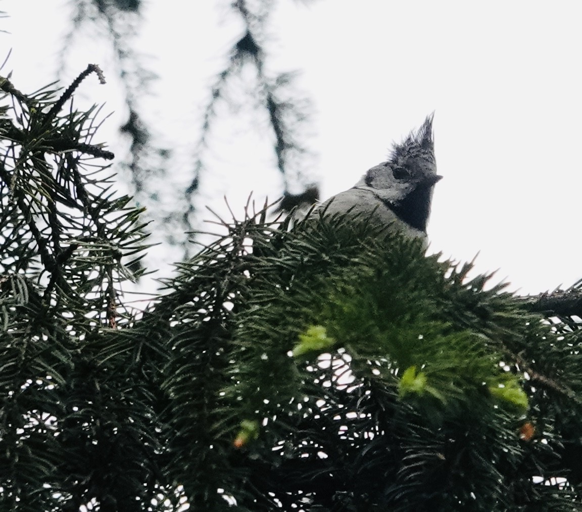 Crested Tit - ML636871410