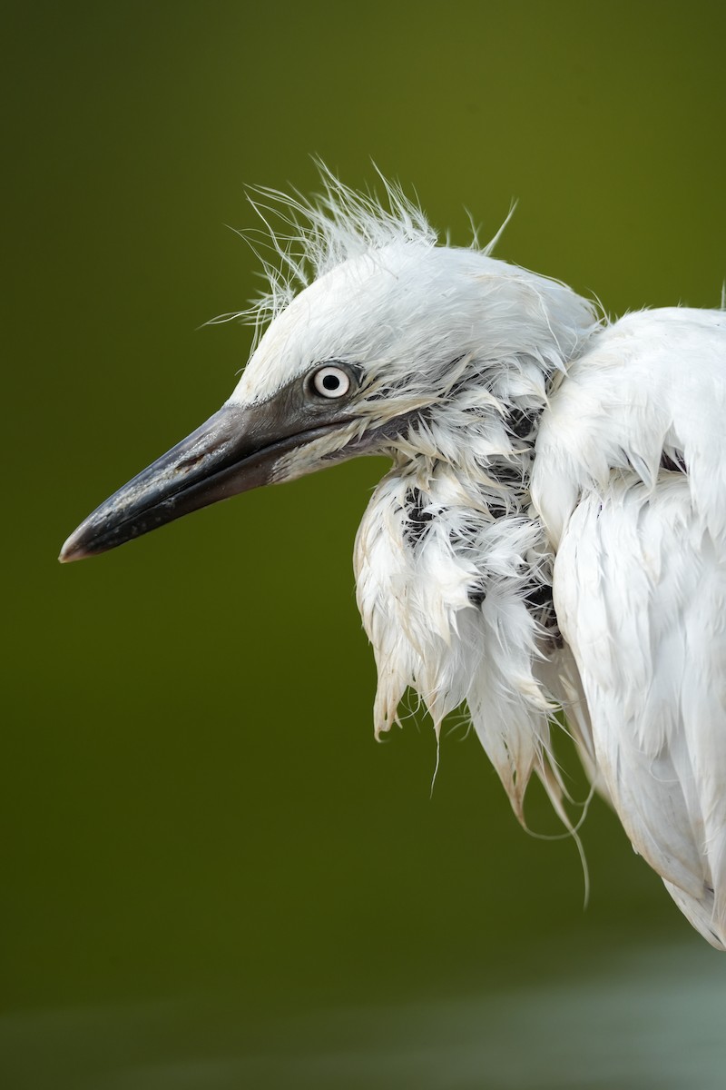 Western Cattle-Egret - ML636871432