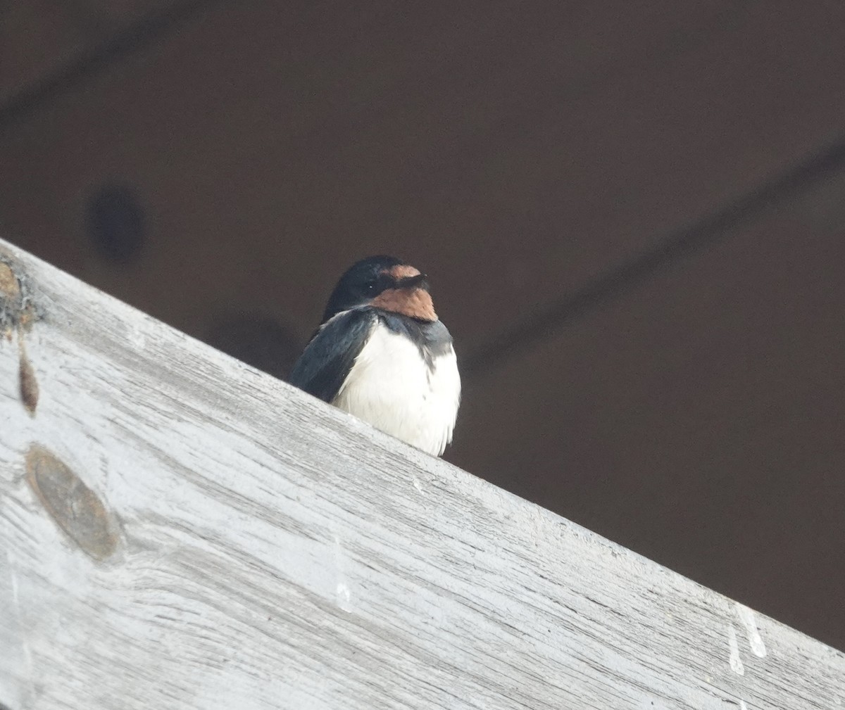 Barn Swallow (White-bellied) - ML636871438