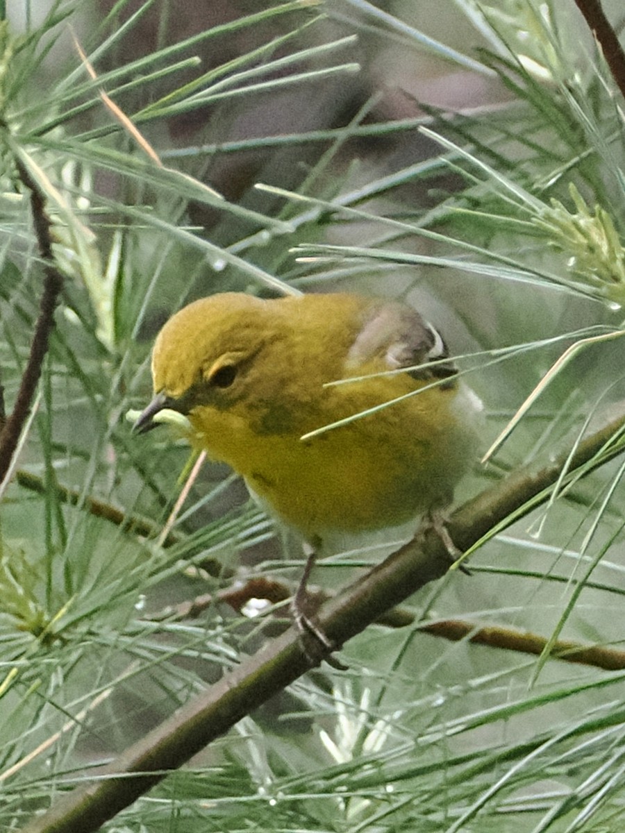 Pine Warbler - ML636871441