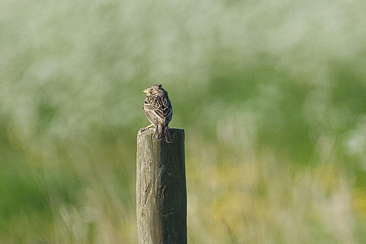 Corn Bunting - ML636871465