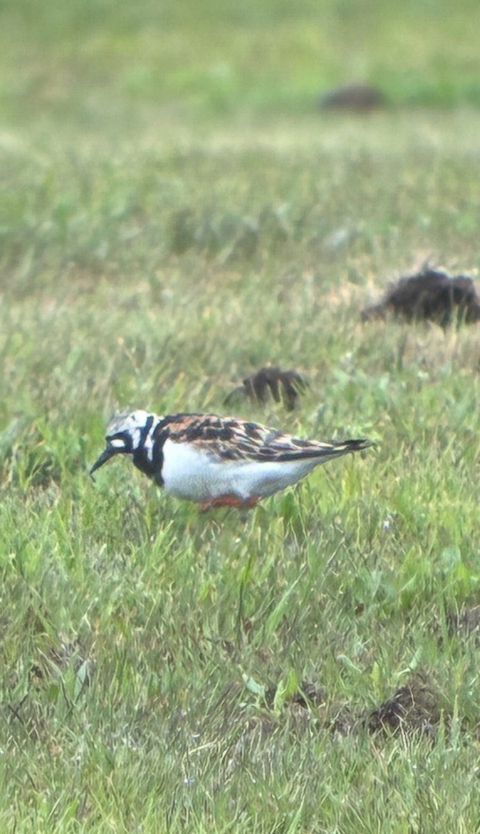 Ruddy Turnstone - ML636871513