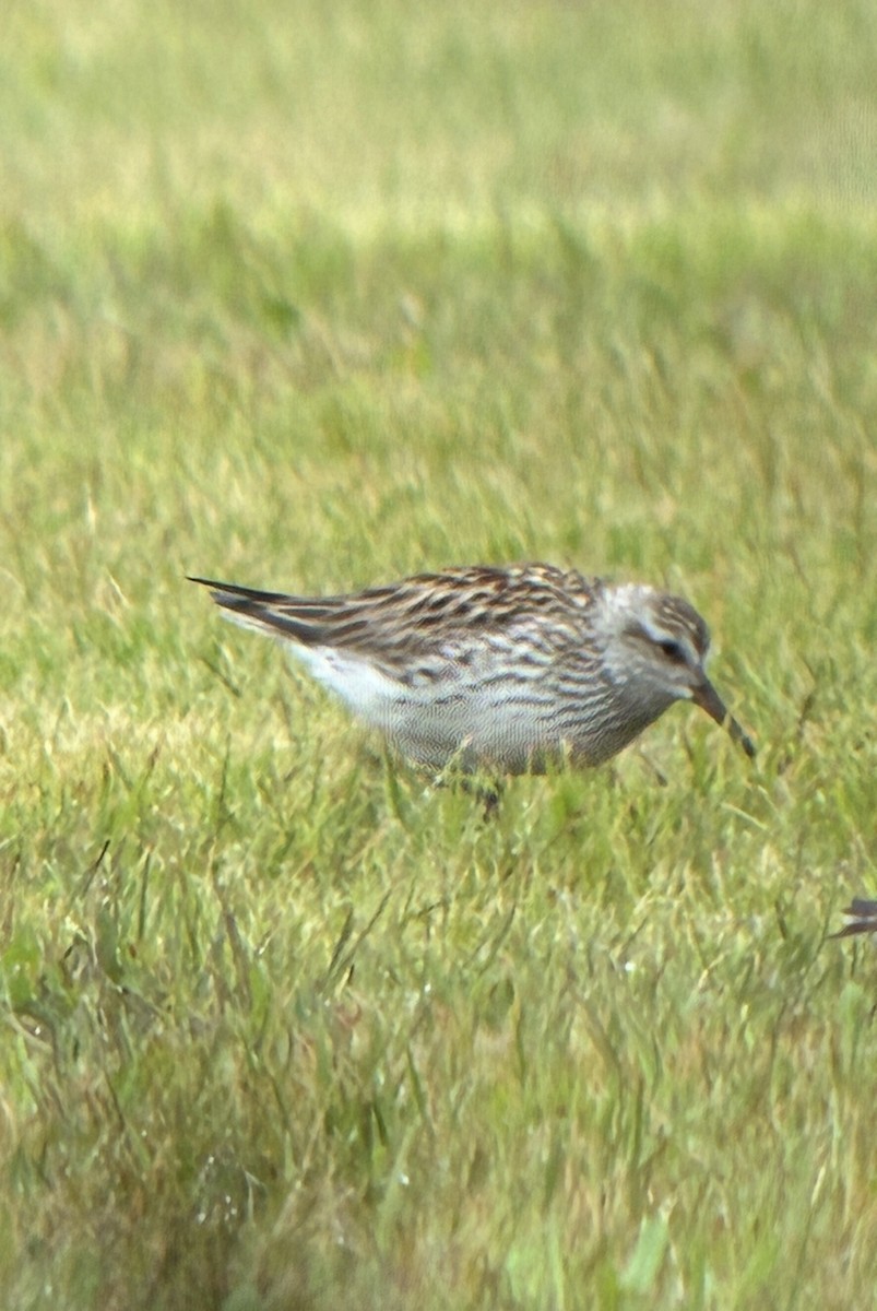 White-rumped Sandpiper - ML636871515