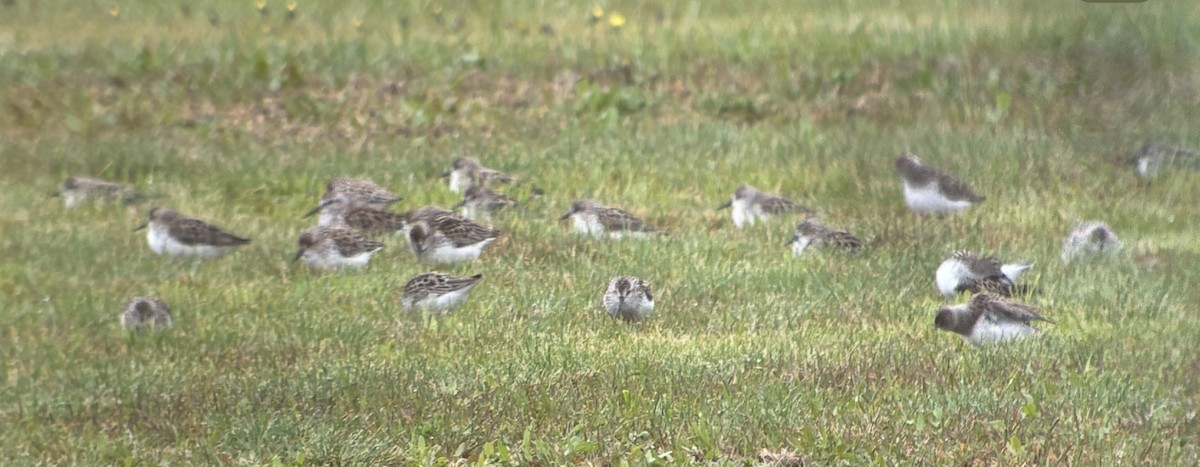 Semipalmated Sandpiper - ML636871529