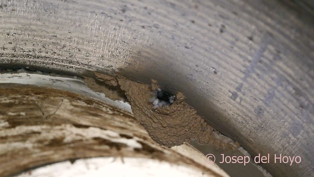 White-rumped Swift - ML636871545