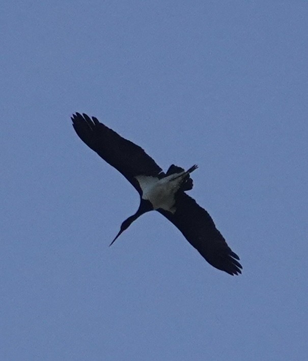 Black Stork - ML636871630
