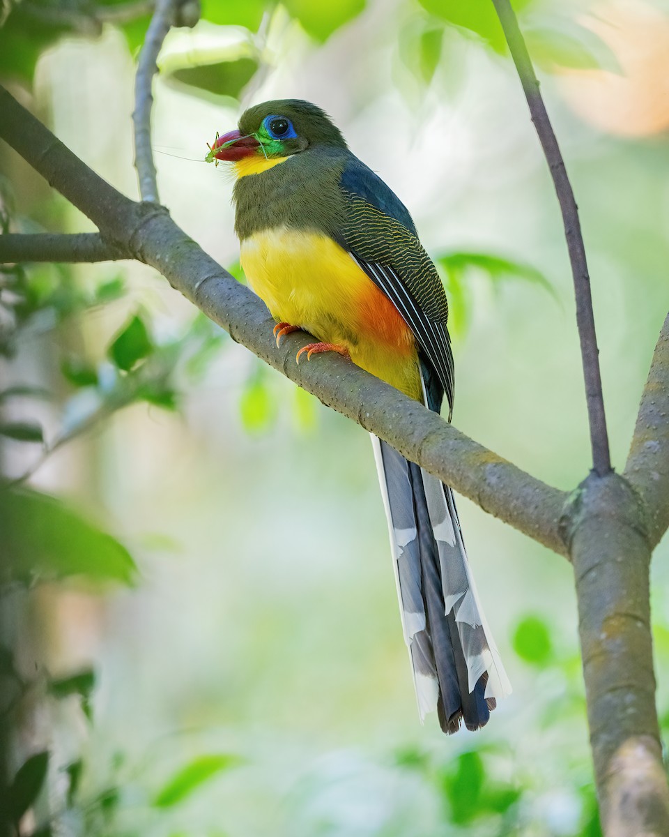 Javan Trogon - ML636871706