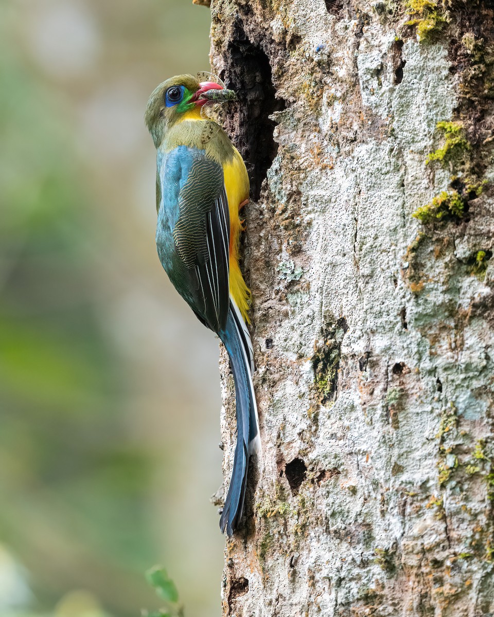 Javan Trogon - ML636871707