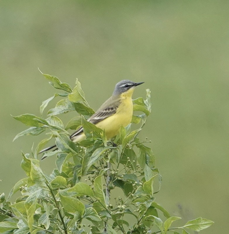 Western Yellow Wagtail (flava/beema) - ML636871800