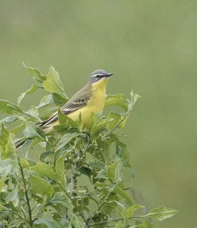 Western Yellow Wagtail (flava/beema) - ML636871801