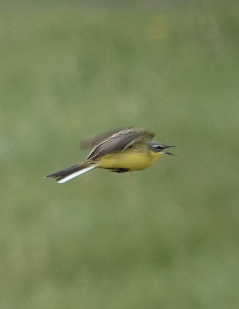 Western Yellow Wagtail (flava/beema) - ML636871802