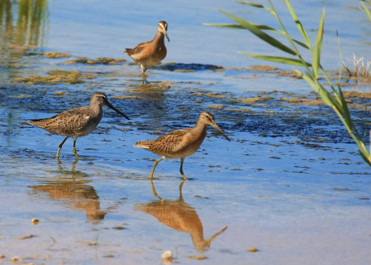 Long-billed Dowitcher - Tim Lenz