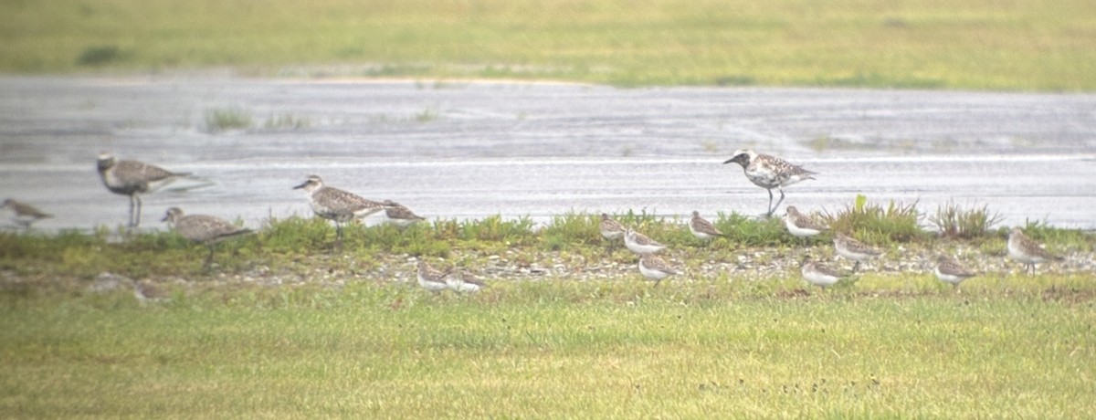 Black-bellied Plover - ML636871844