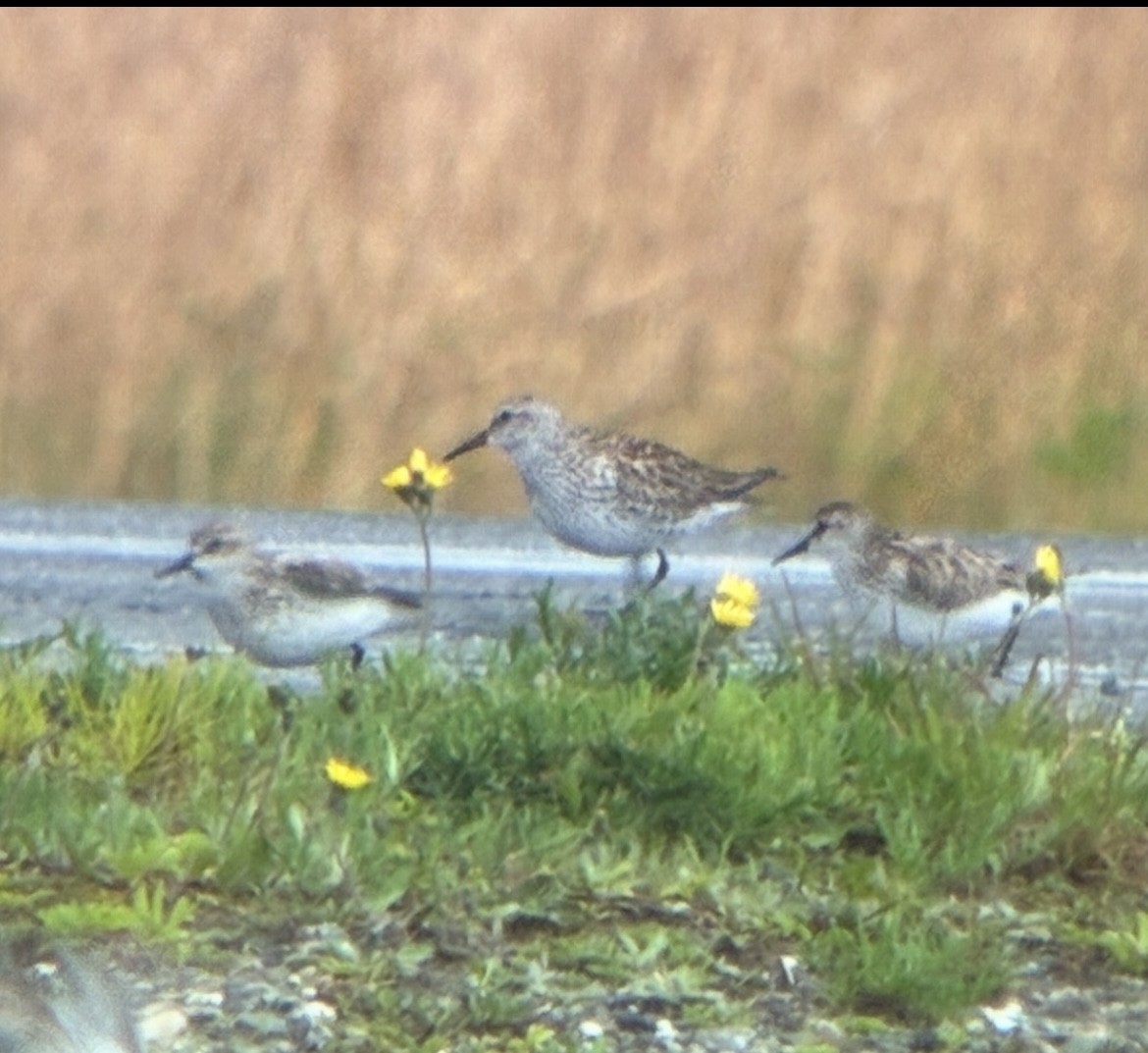 White-rumped Sandpiper - ML636871848